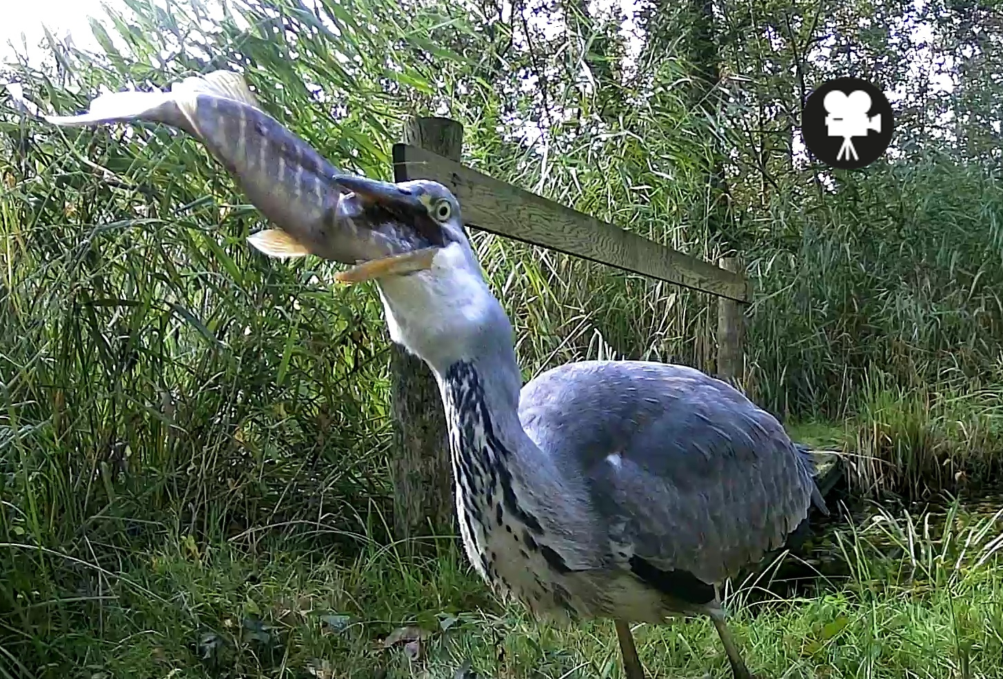 blauwe reiger eet snoek