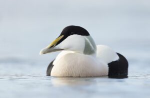 eider