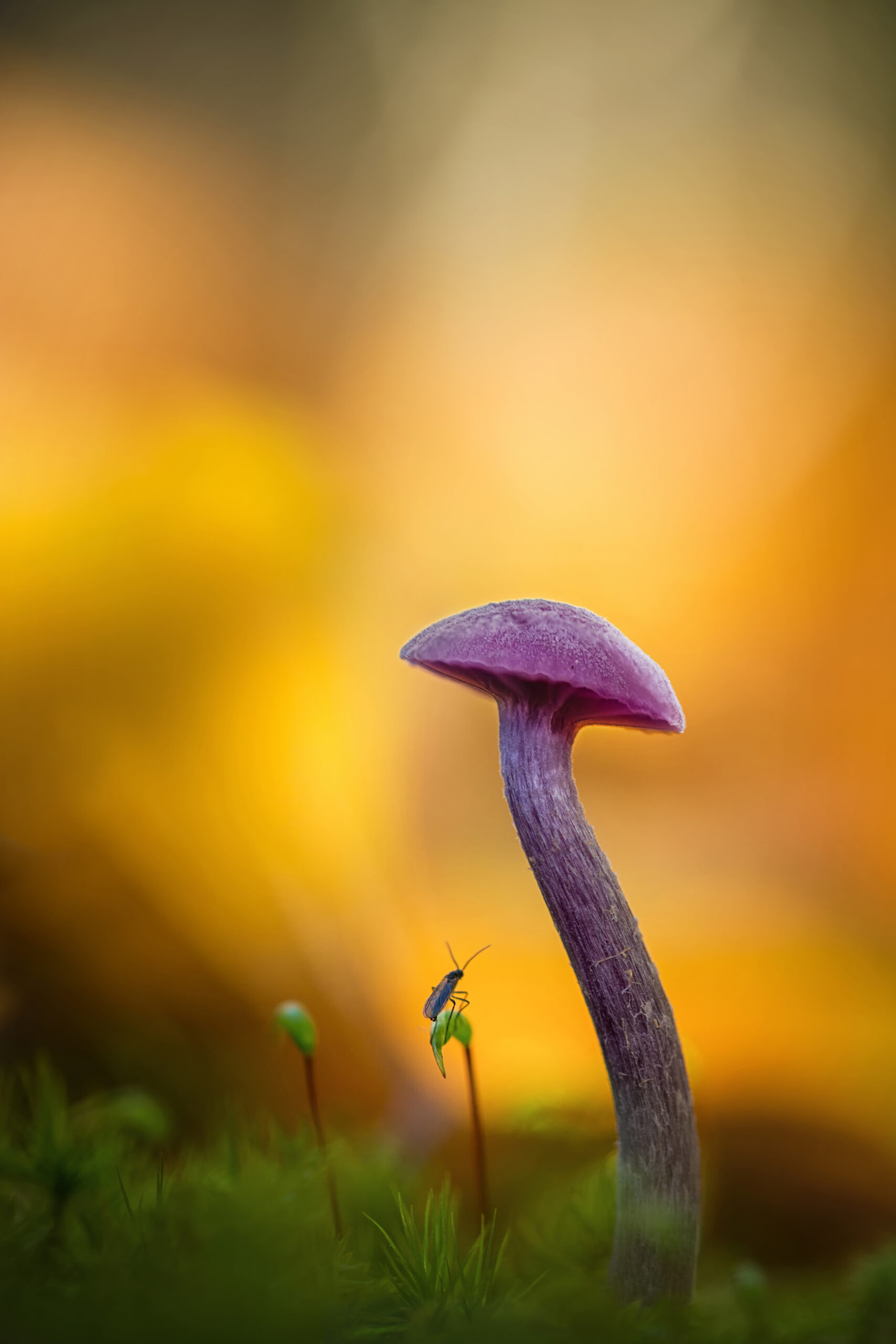 foto's van paddenstoelen