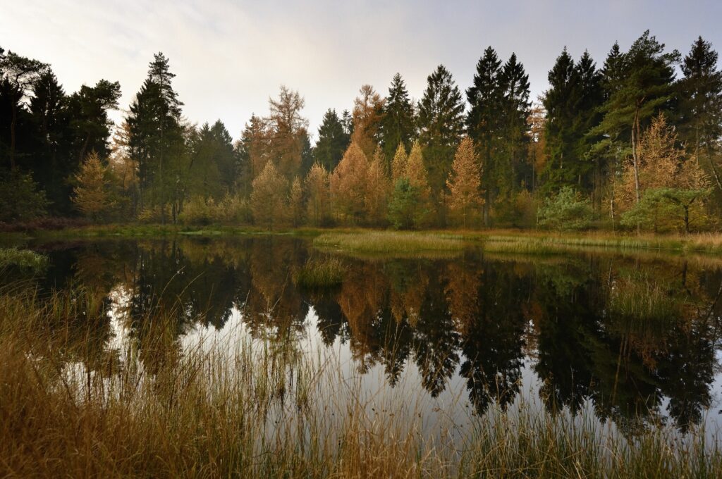 naaldbos op landgoed De Eese