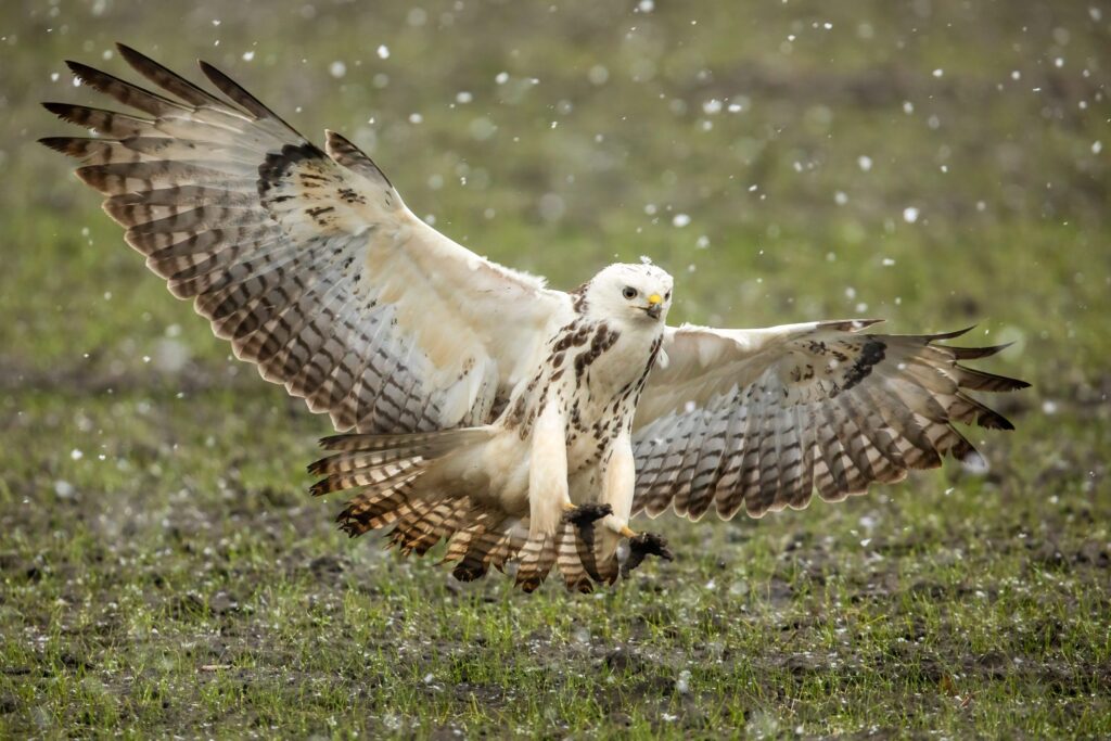 natuurfoto-series buizerd