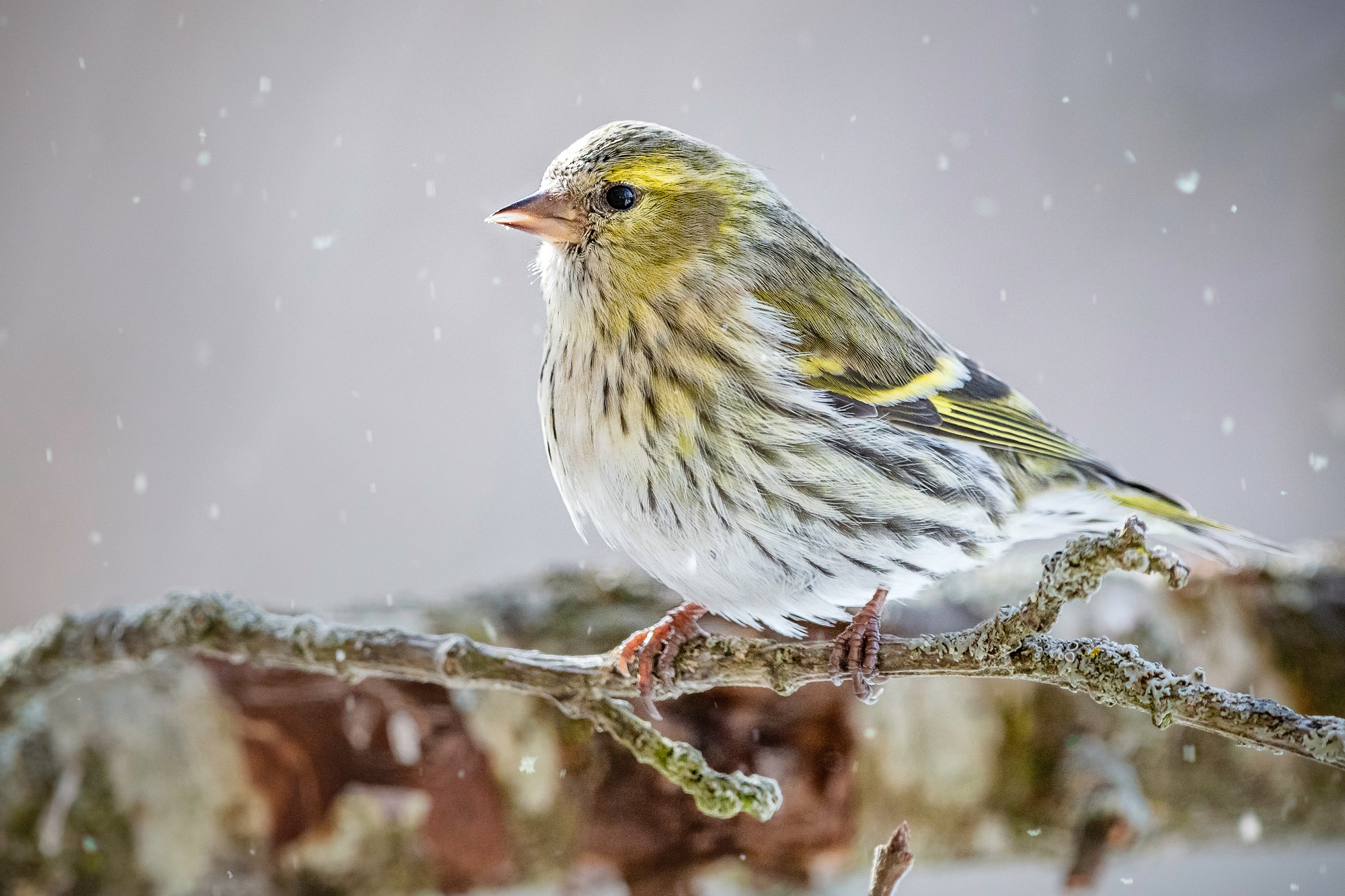 sijs in de winter