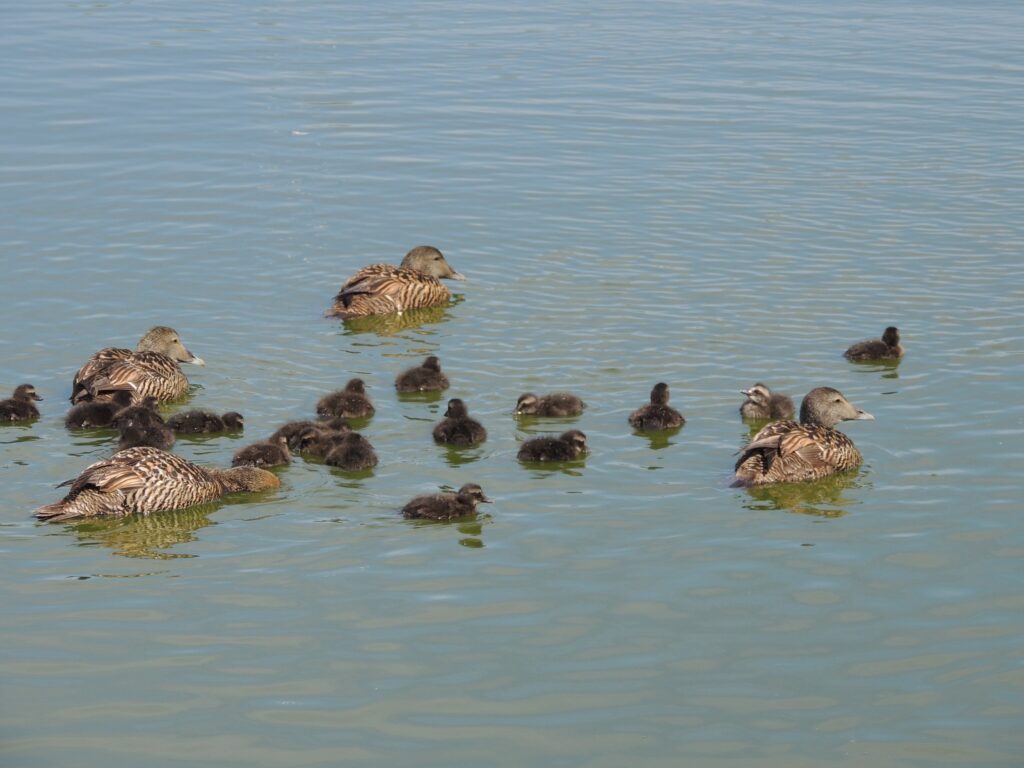 Eider