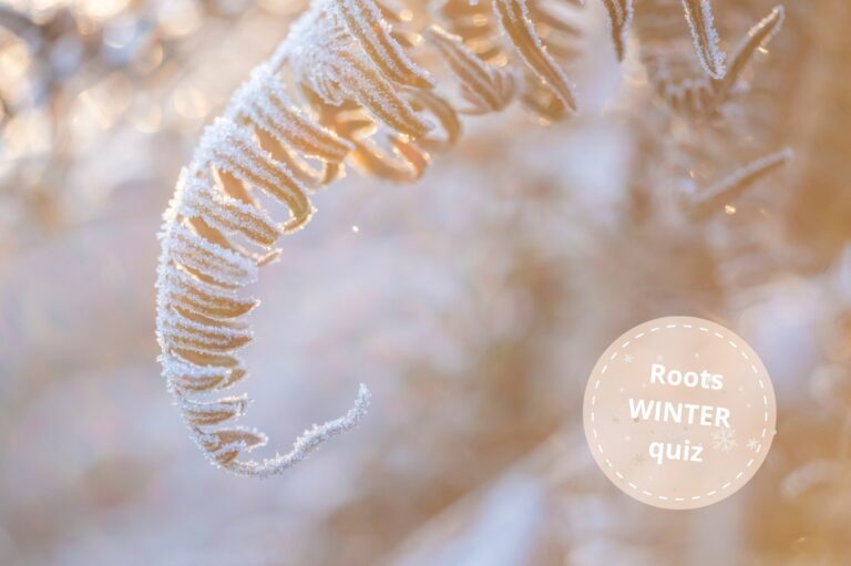 winterquiz