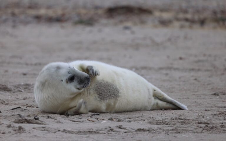 grijze zeehond